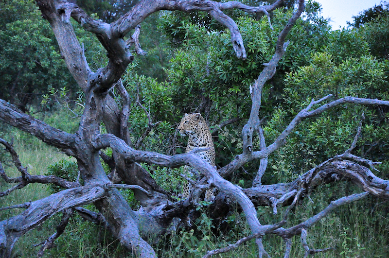 Melanie Heinrich - travel images - Lion Sands Private game reserver Hazyview